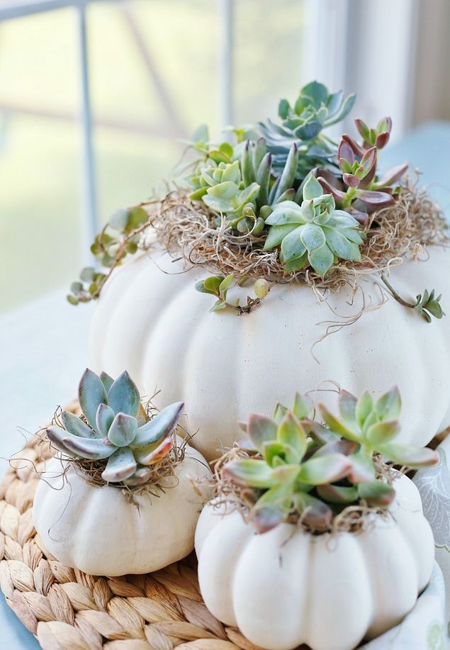 1506106727-succulent-pumpkin-planters-1