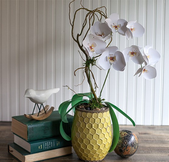 Paper-orchids
