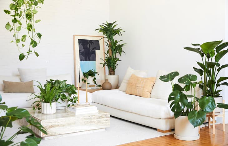 At_hero_faux-live_home-decor