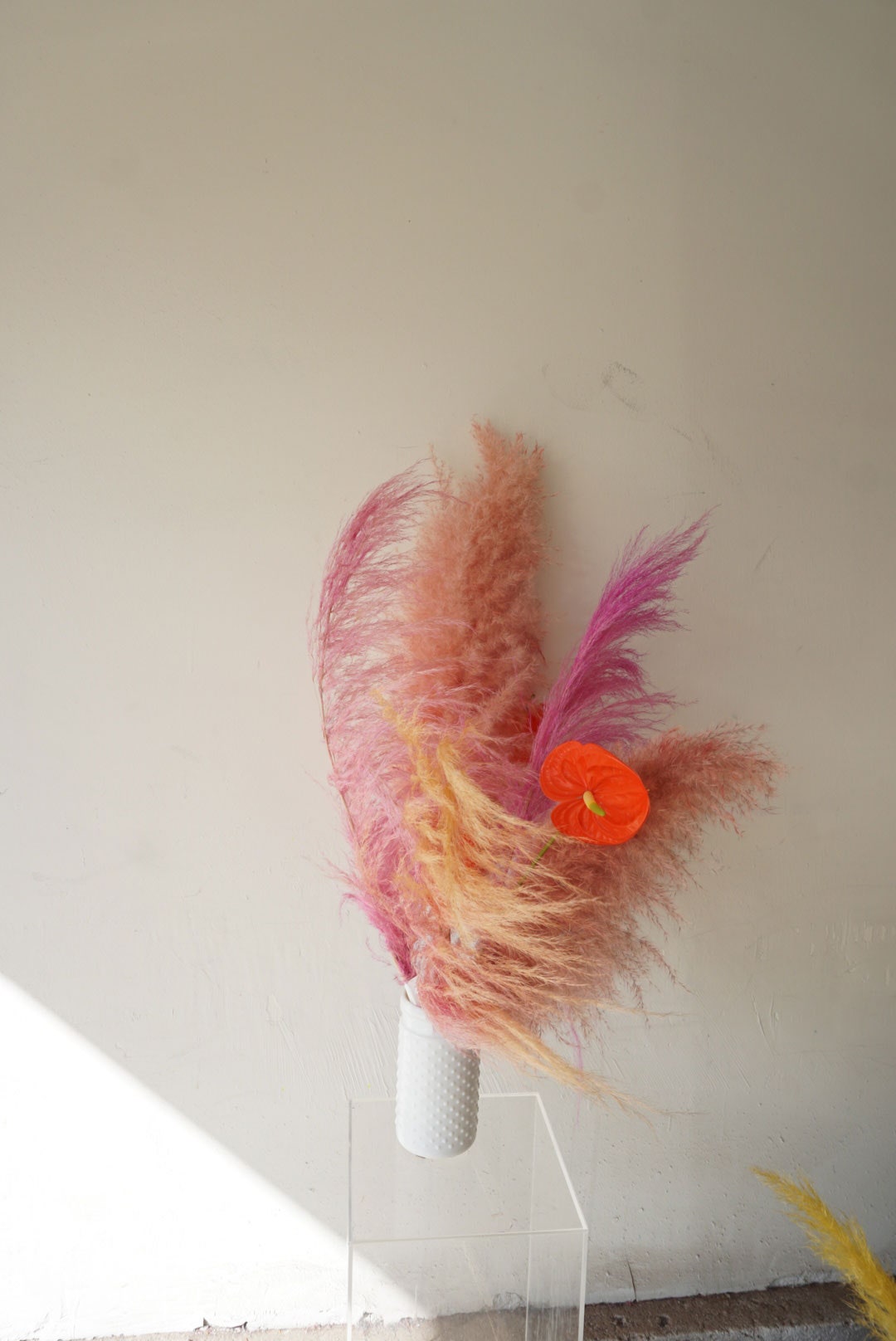 Colored-pampas-grass-04