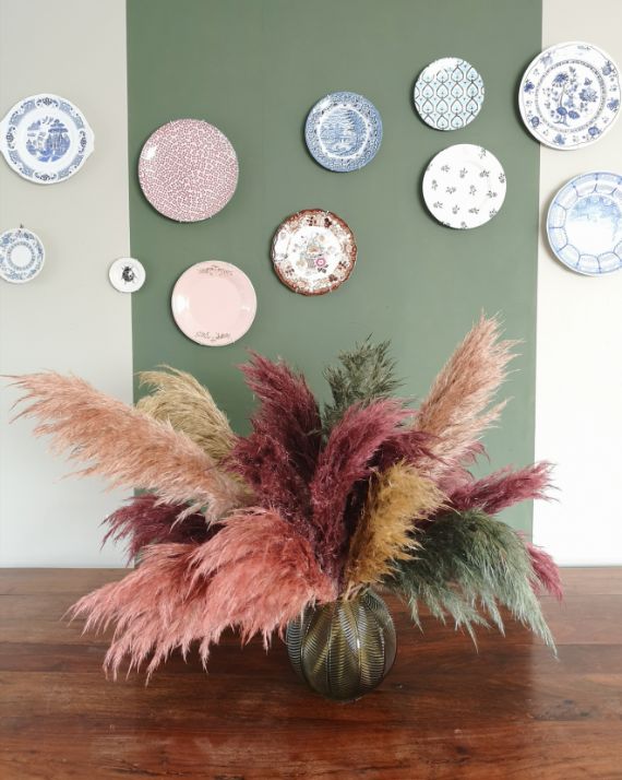 Colored-pampas-grass