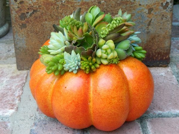 Succulent-pumpkin-planter-tobieanne-on-etsy-600x450-1