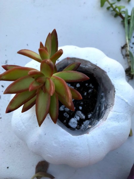 Succulent_pumpkin_planter_12_m6