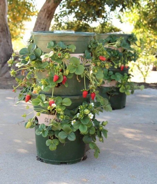 07f-creative-garden-container-ideas-homebnc-v5-256x300@2x