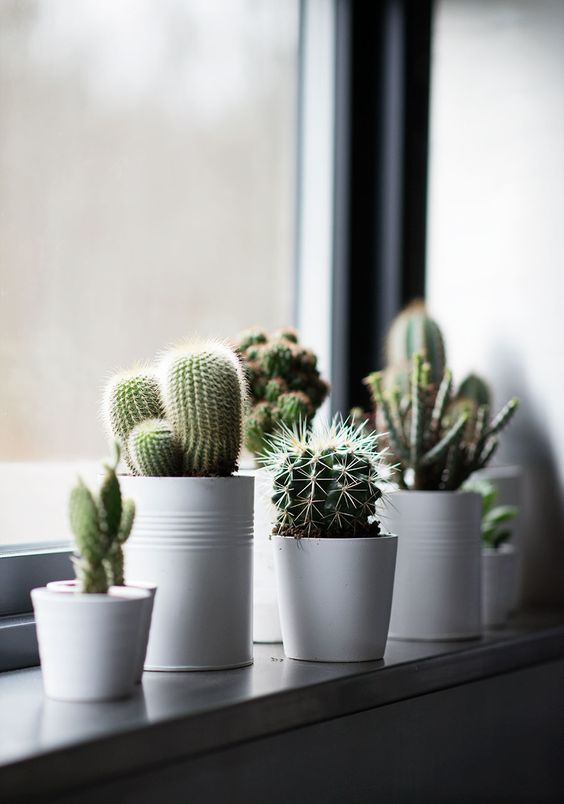 1-small-cactus-decoration-ideas10