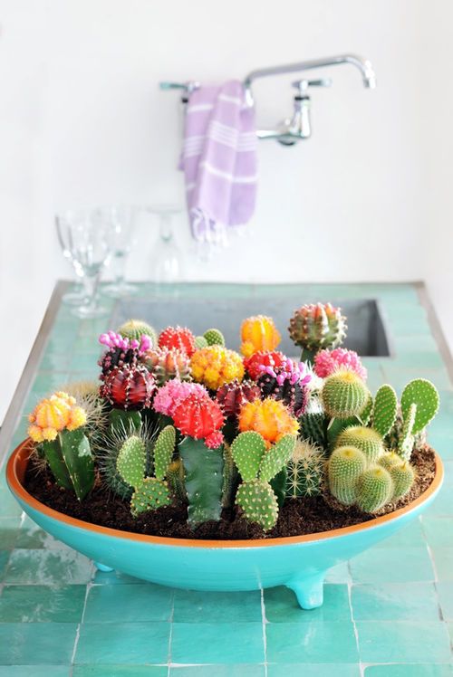 1-small-cactus-decoration-ideas4
