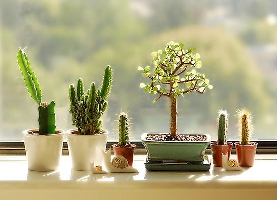 1-small-cactus-decoration-ideas6