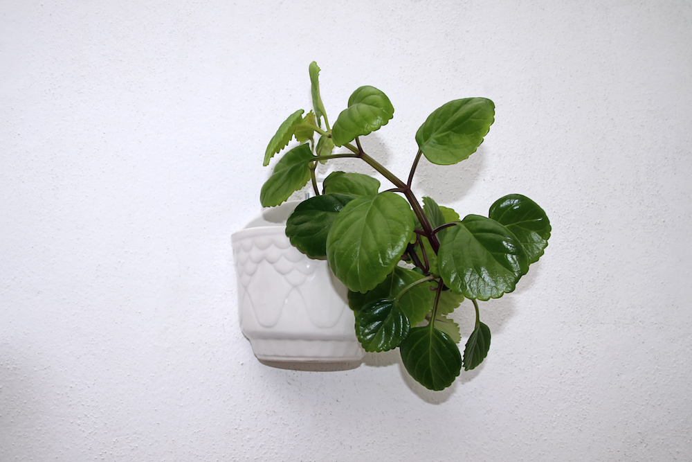 Swedish ivy plant (plectranthus verticillatus) in a pot, hanging on a white wall
