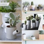 25 mini cactus designs for your home greenery2