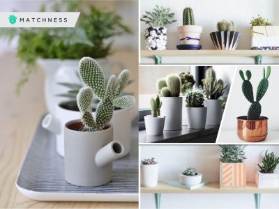 25 mini cactus designs for your home greenery2
