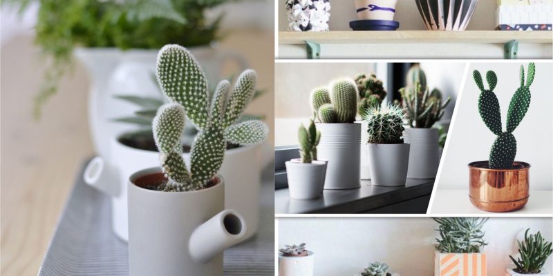 25 mini cactus designs for your home greenery2