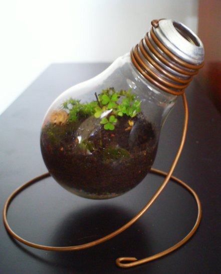6_light_bulb_terrarium_kosmu