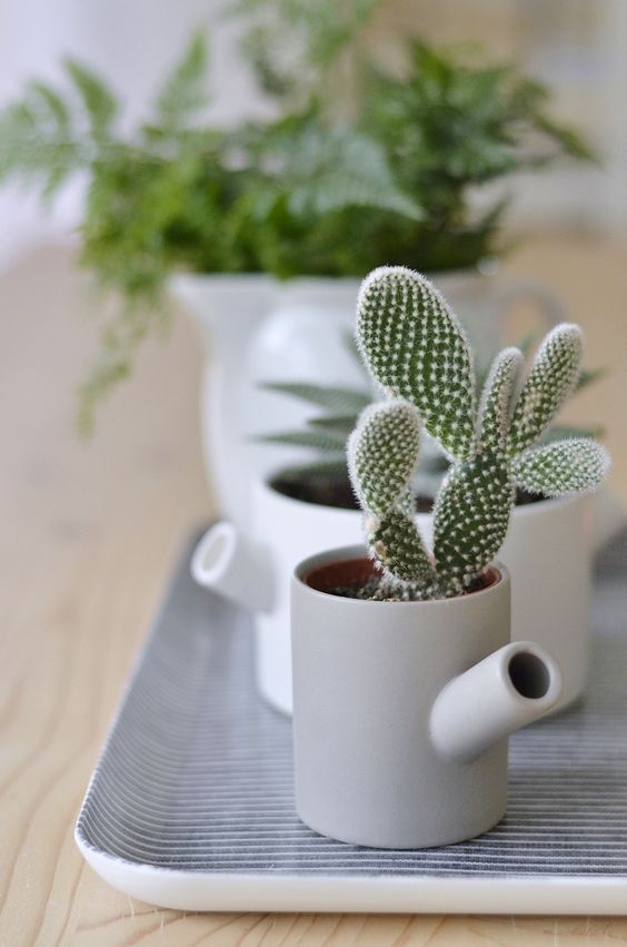 Small-cactus-decoration-ideas14