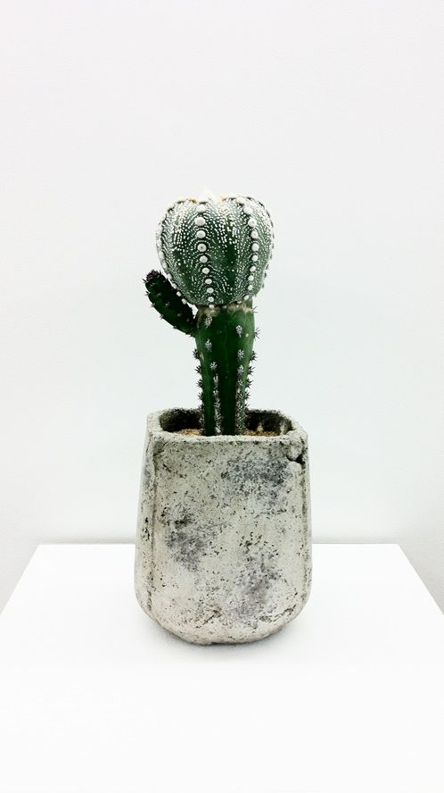 Small-cactus-decoration-ideas16