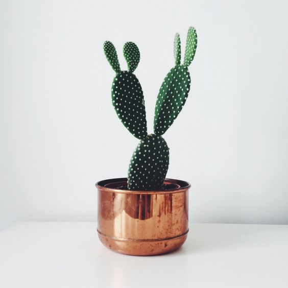 Small-cactus-decoration-ideas17