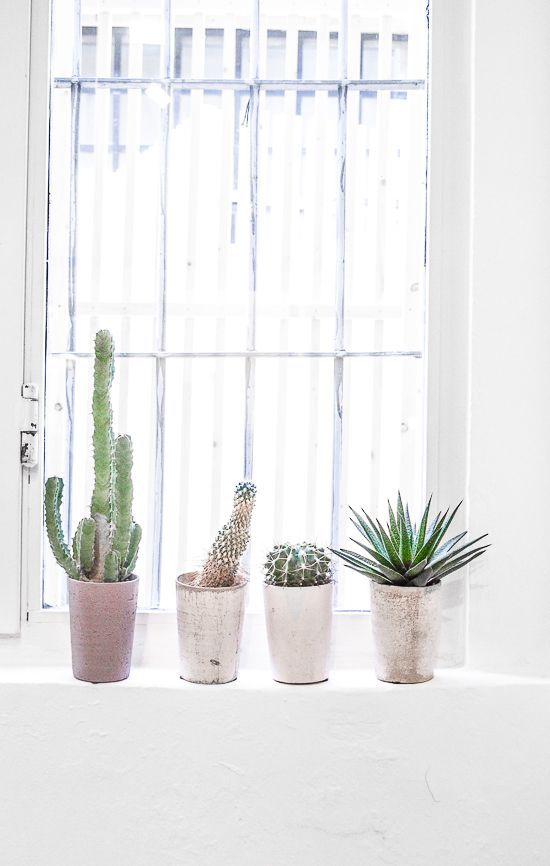 Small-cactus-decoration-ideas20