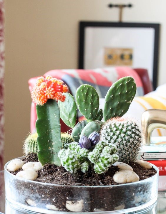 Small-cactus-decoration-ideas5-1