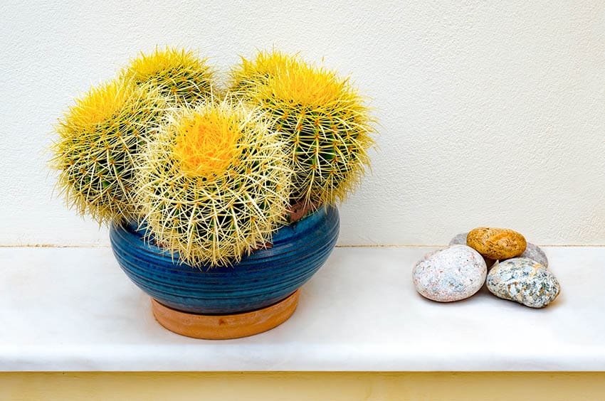Golden-barrel-houseplant-ss