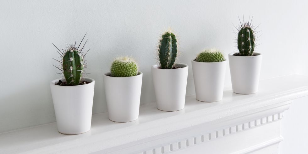 Indoor-plants1-1523287878