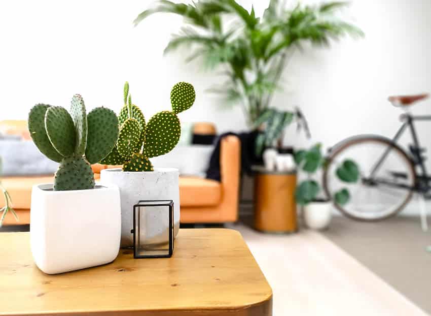 Living-room-with-small-potted-indoor-prickly-pear-cactus-on-coffee-table-ss