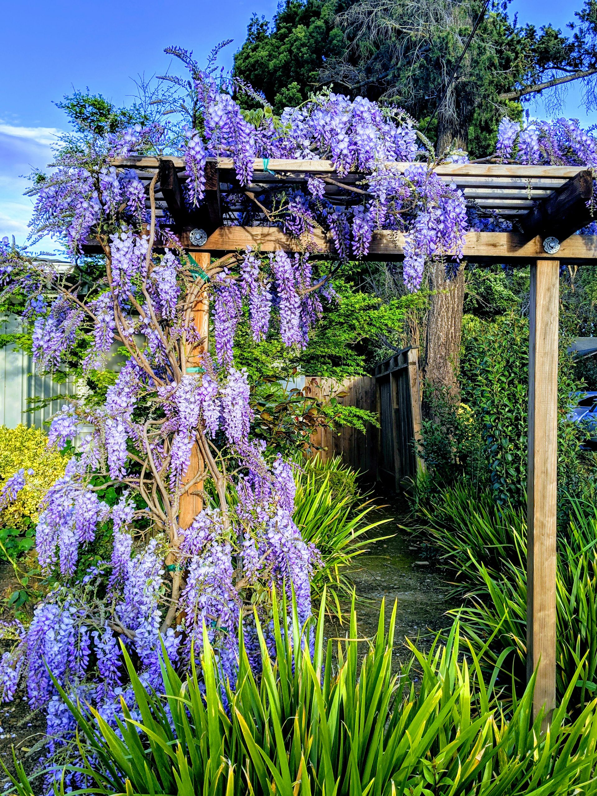 Japanese wisteria