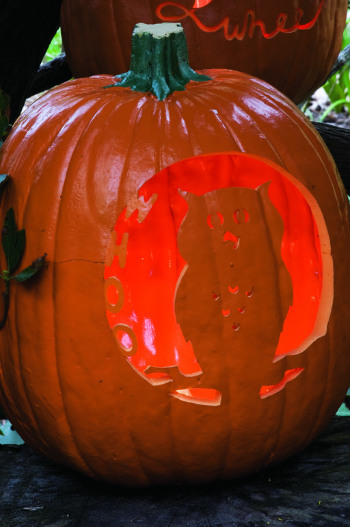 Pumpkin-carving-ideas-whoo-is-the-wisest-1569878292