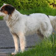 Dog-house-3355029_960_720