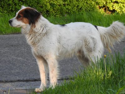 Dog-house-3355029_960_720