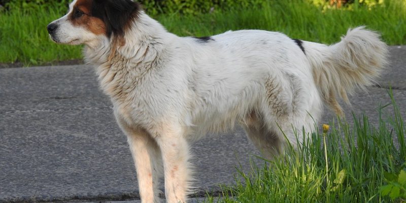 Dog-house-3355029_960_720