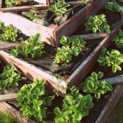 Strawberries in raised garden bed. pyramid raised garden .
