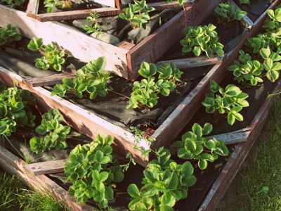 Strawberries in raised garden bed. pyramid raised garden .