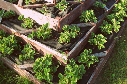Strawberries in raised garden bed. pyramid raised garden .