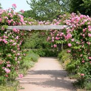 Rosarium in darmstadt