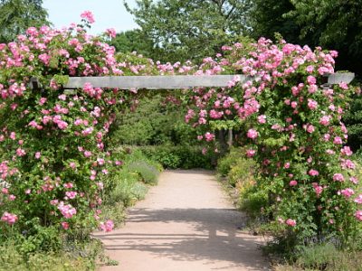 Rosarium in darmstadt
