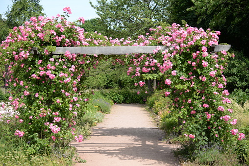 Rosarium in darmstadt