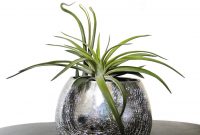 Air plant collections