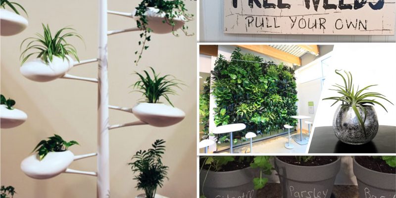 Recommended common types of indoor gardens for beginners fi (1)