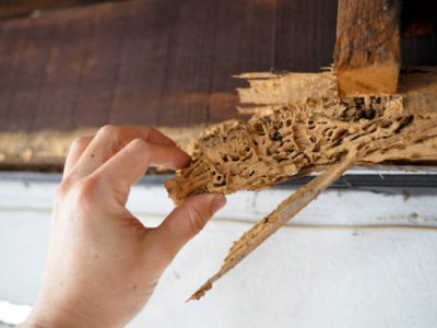 Wood, part of roof house after attack of termite. peril from insect concept.