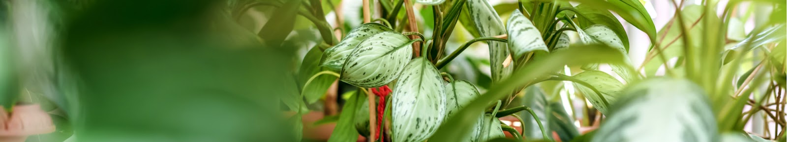 Shutterstock_1882717891