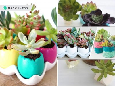 How to present succulent for spring decorations2