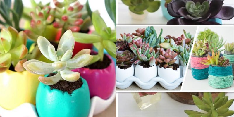 How to present succulent for spring decorations2
