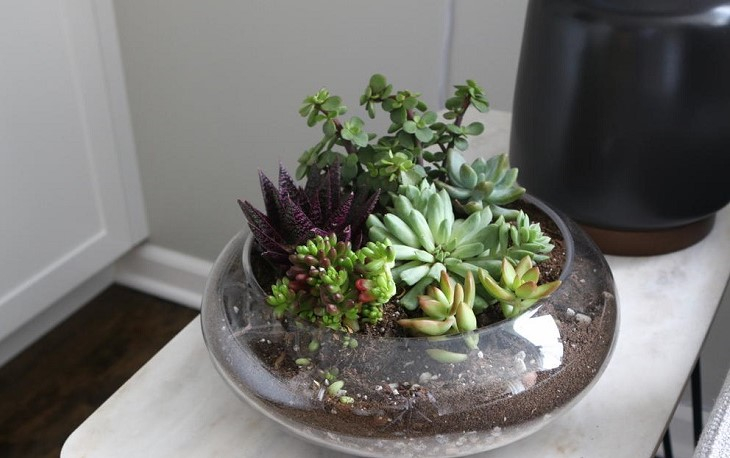 Terrarium