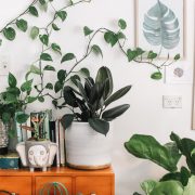 Display-green-thumb-decor