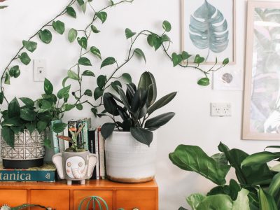 Display-green-thumb-decor