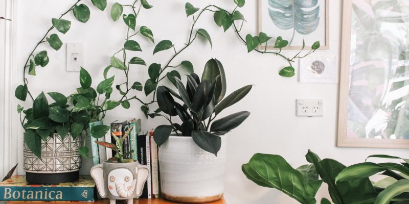 Display-green-thumb-decor