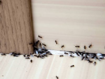 Ants in the house on the baseboards and wall angle