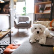 Cute maltese dog lying on sofa in modern apartment and waiting for owner