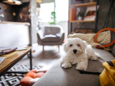 Cute maltese dog lying on sofa in modern apartment and waiting for owner