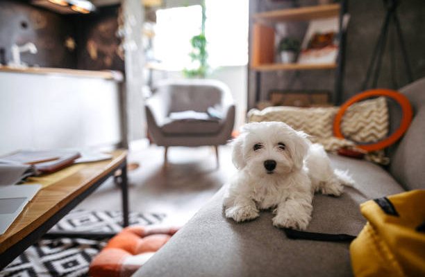 Cute maltese dog lying on sofa in modern apartment and waiting for owner