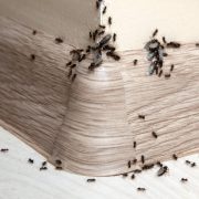 Ants in the house on the baseboards and wall angle